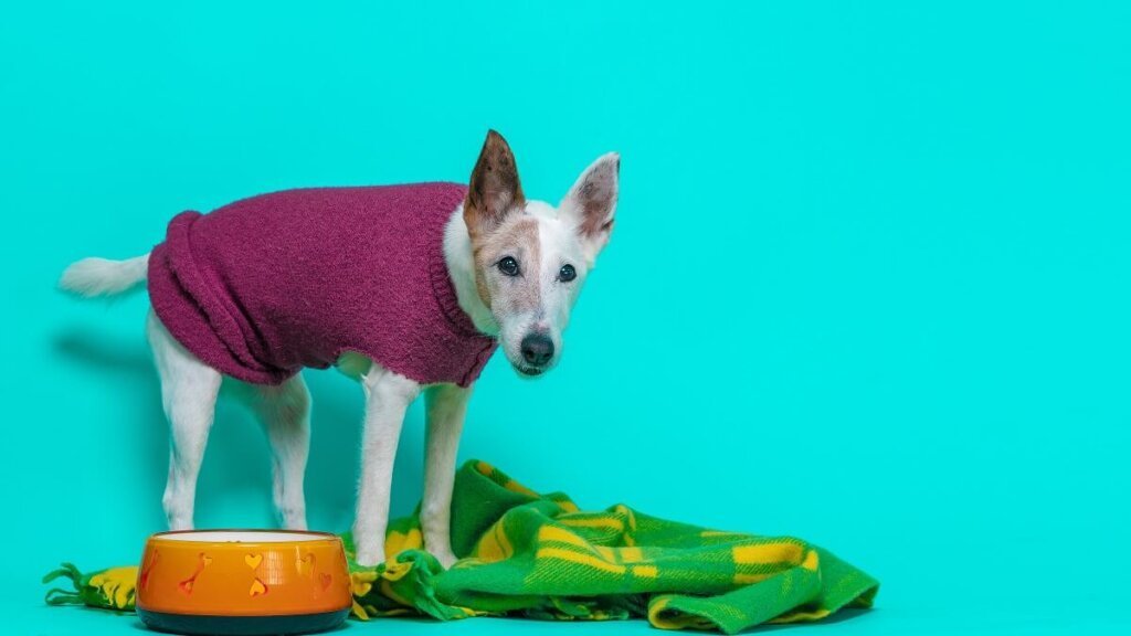 Trendy Pet Clothes Patterns For Pet Fashion Lovers