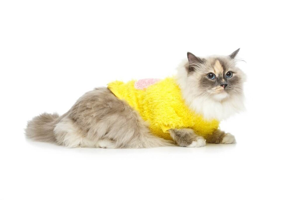 Trendy Pet Clothes Patterns For Pet Fashion Lovers