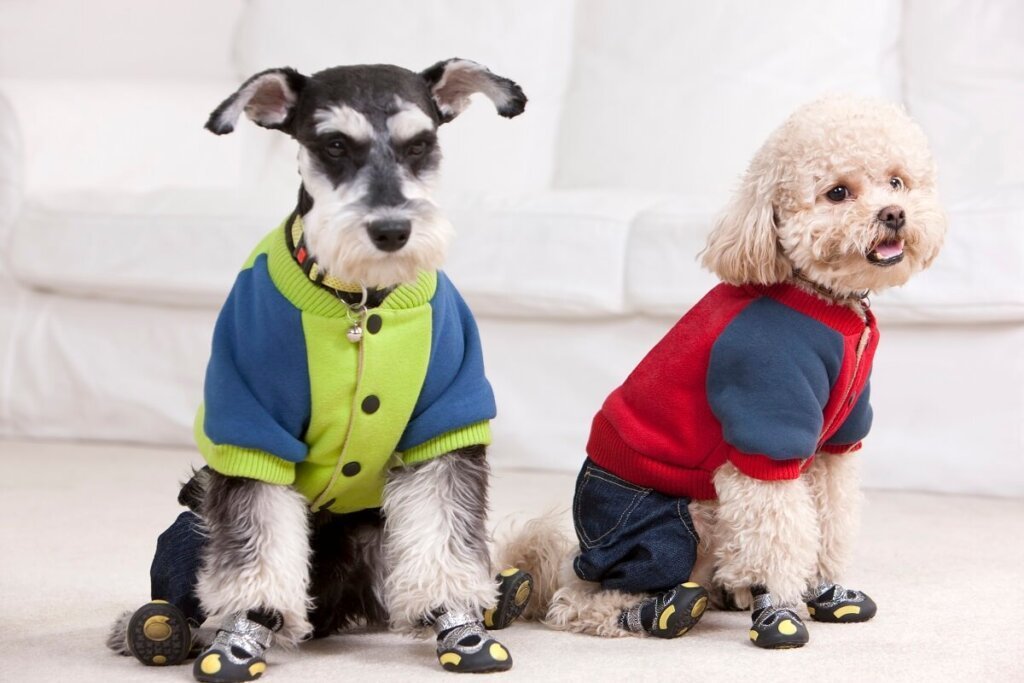 Trendy Pet Clothes Patterns For Pet Fashion Lovers