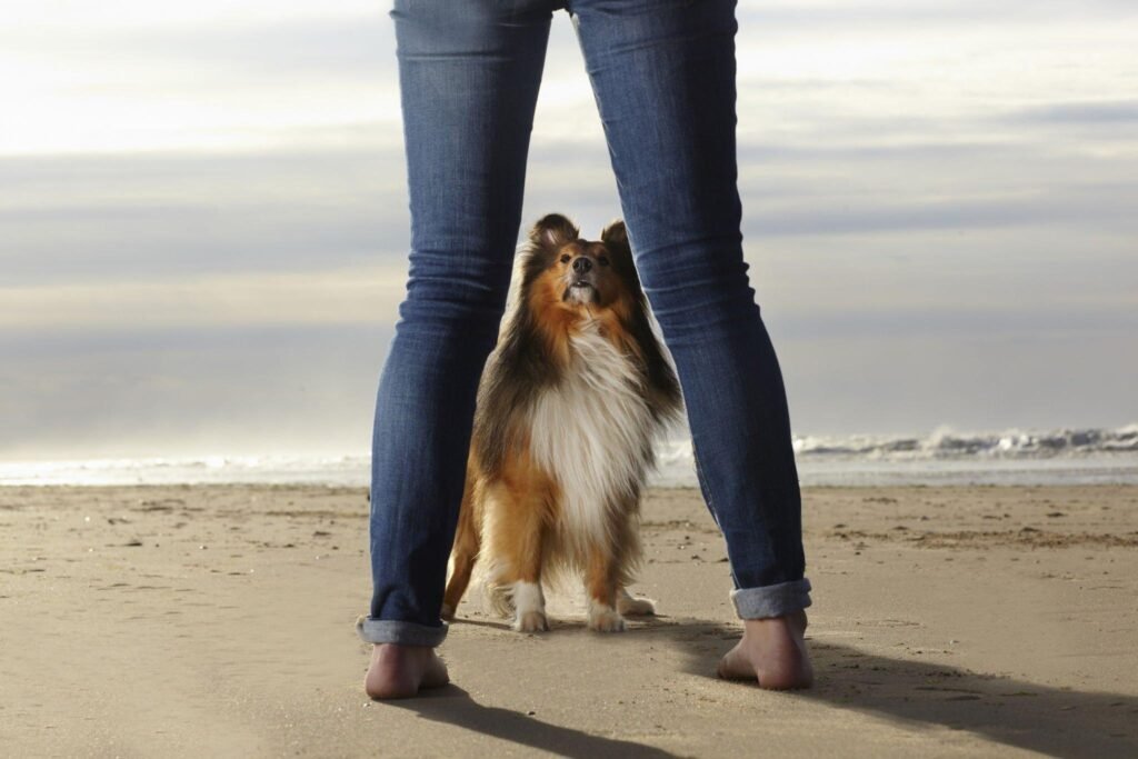 Different Types Of Pants For Women Everyone Know